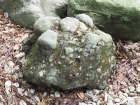 礫岩（安山岩質）