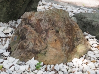 石英安山岩（受矽化作用）